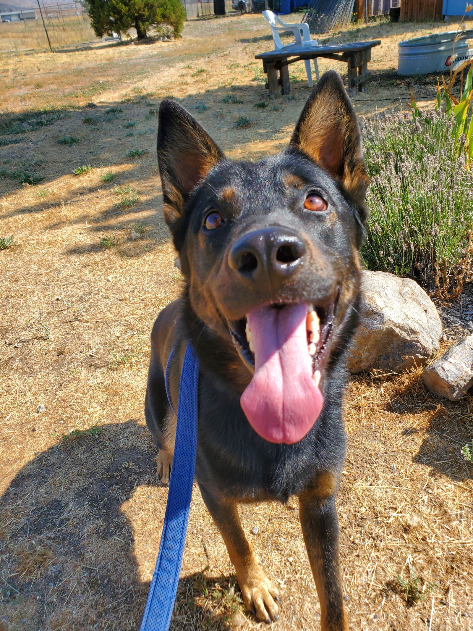 Lonny, an adoptable Beauceron, Cattle Dog in Yreka, CA, 96097 | Photo Image 2