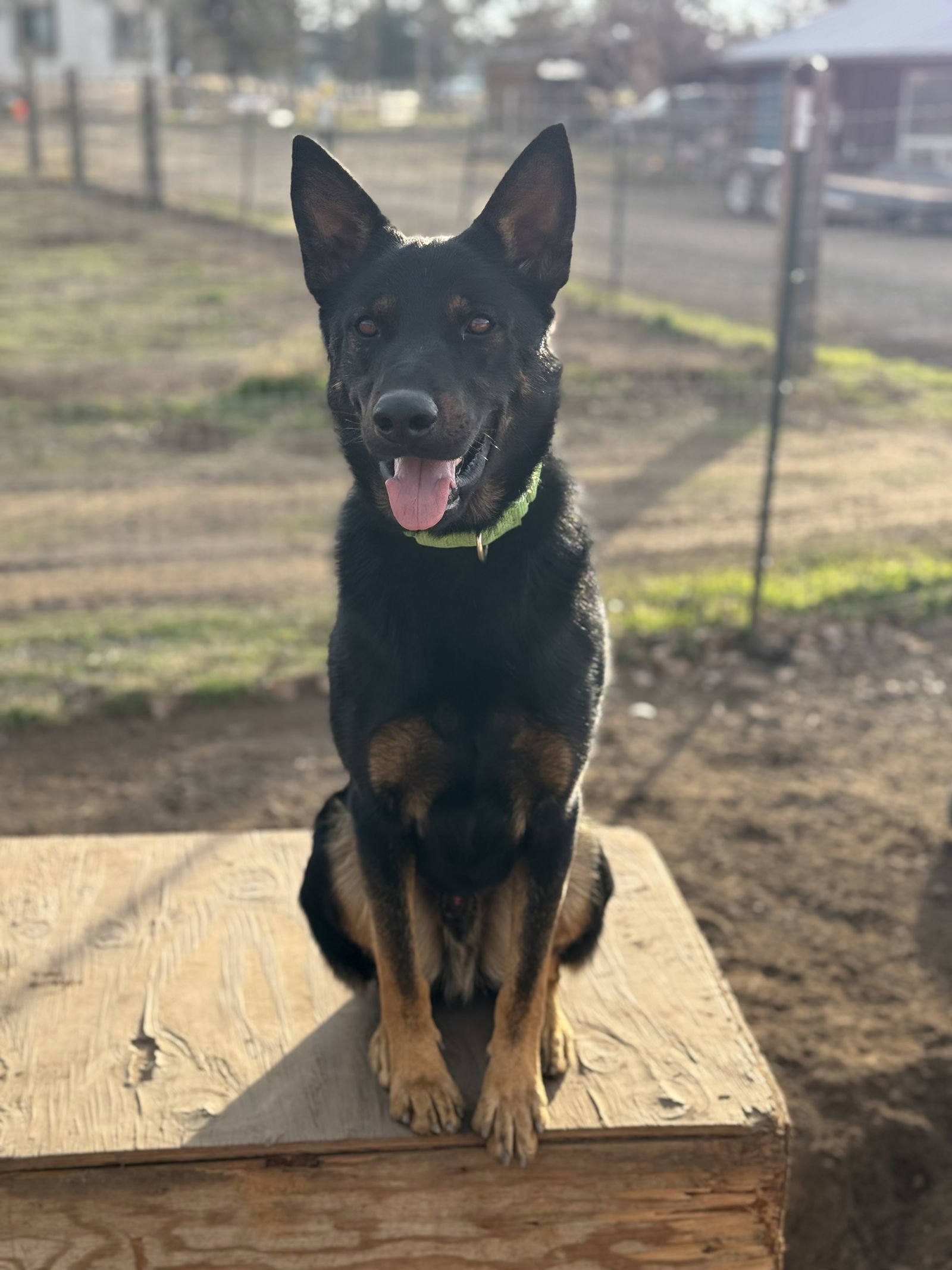 Lonny, an adoptable Beauceron, Cattle Dog in Yreka, CA, 96097 | Photo Image 2