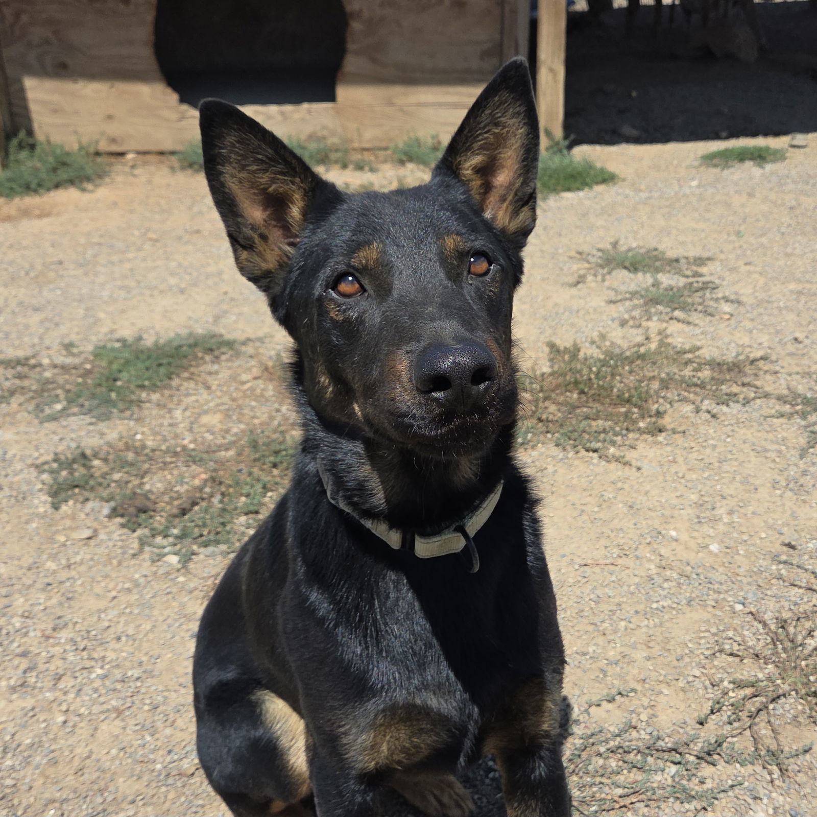 Lonny, an adoptable Beauceron, Cattle Dog in Yreka, CA, 96097 | Photo Image 2