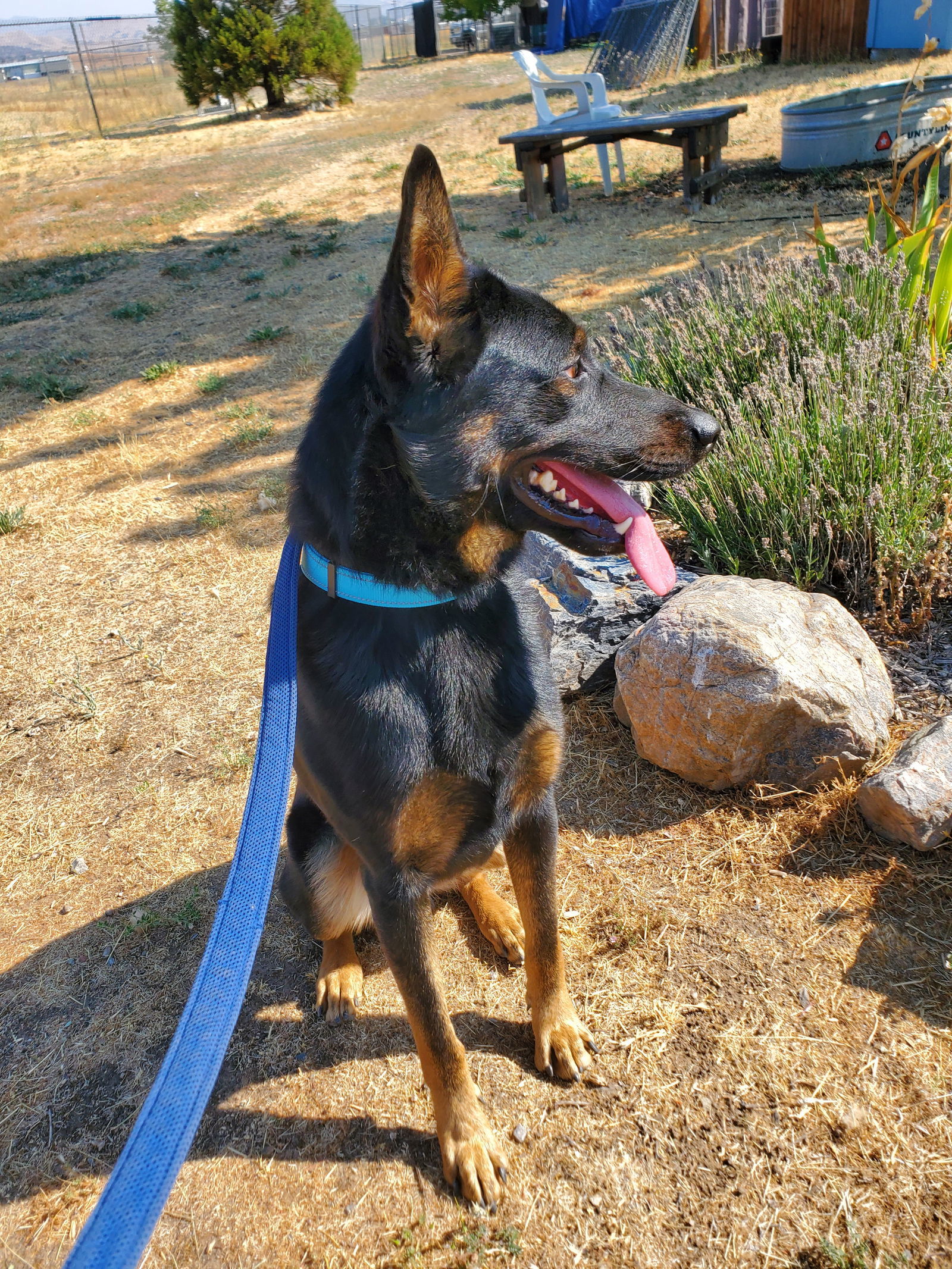 Lonny, an adoptable Beauceron, Cattle Dog in Yreka, CA, 96097 | Photo Image 3