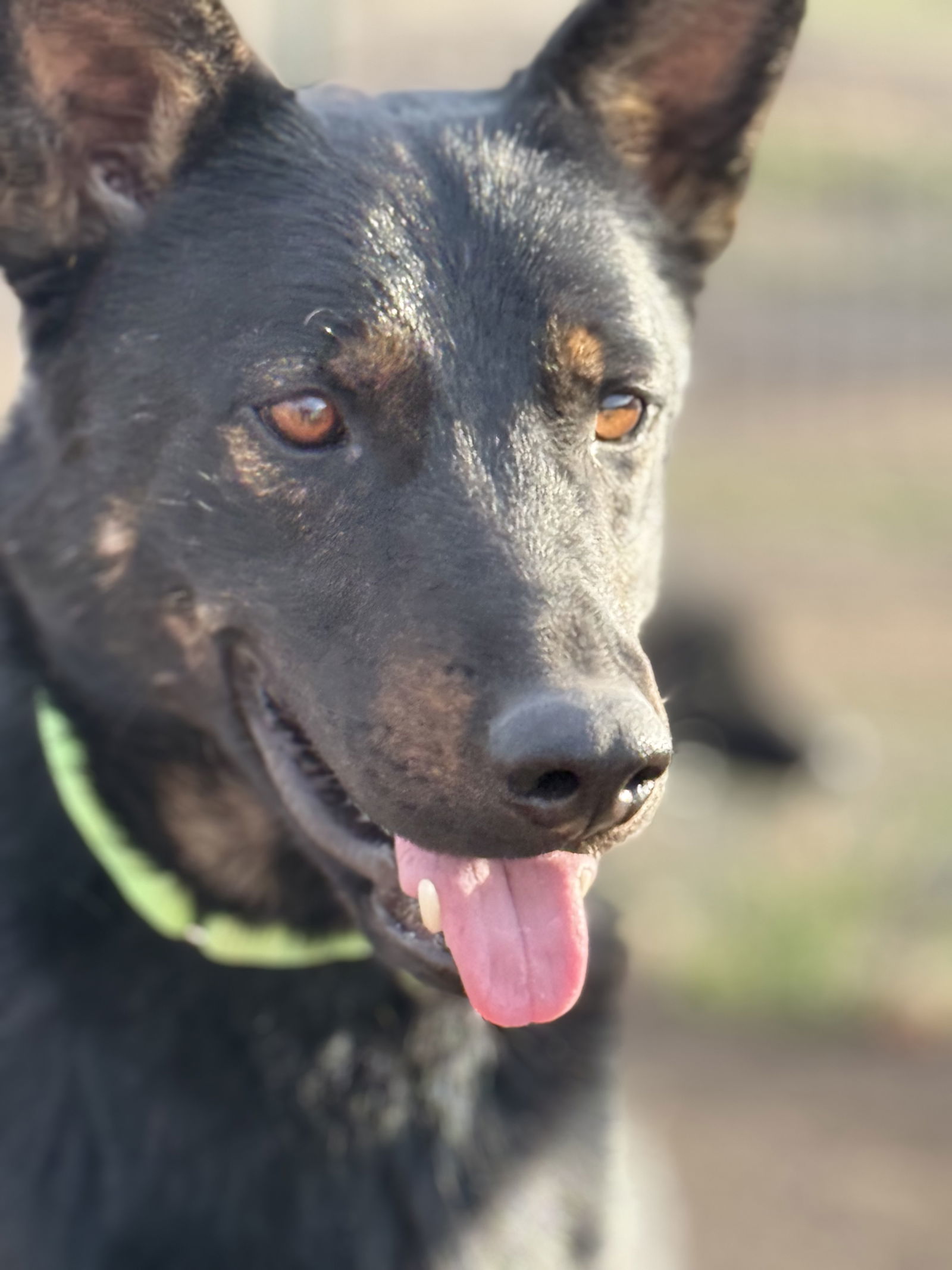 Lonny, an adoptable Beauceron, Cattle Dog in Yreka, CA, 96097 | Photo Image 3