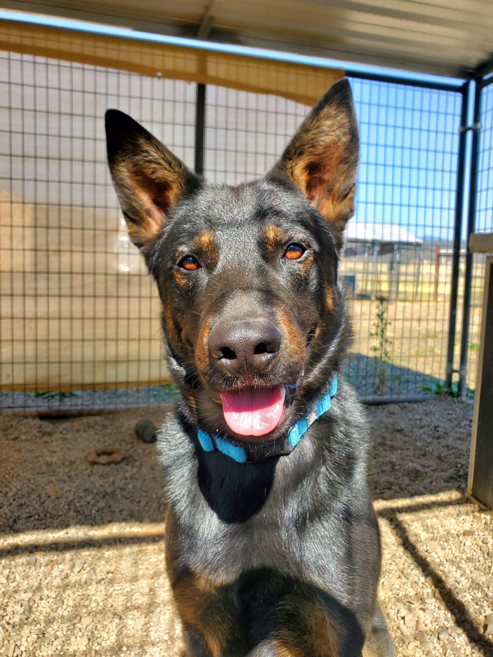 Lonny, an adoptable Beauceron, Cattle Dog in Yreka, CA, 96097 | Photo Image 3