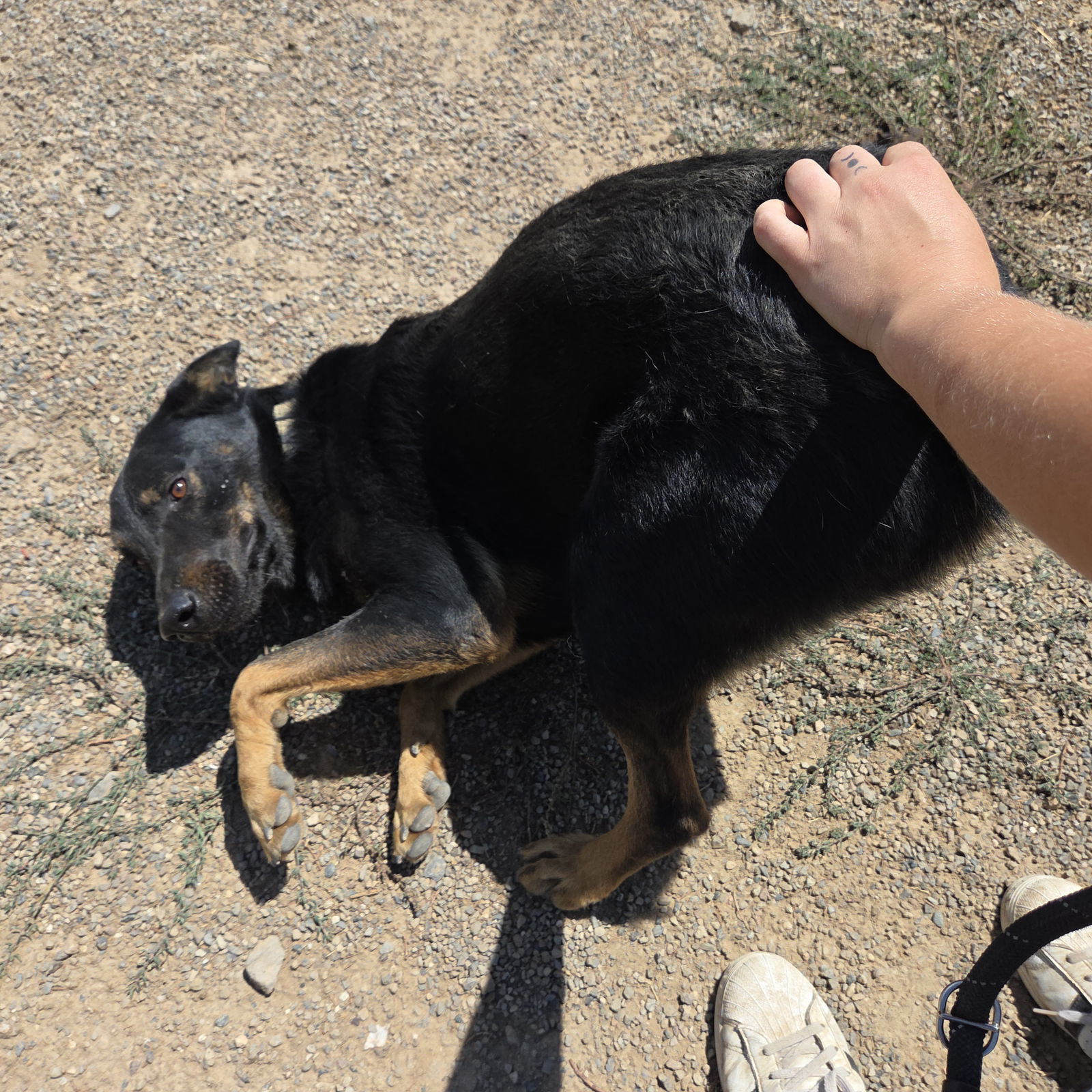 Lonny, an adoptable Beauceron, Cattle Dog in Yreka, CA, 96097 | Photo Image 3