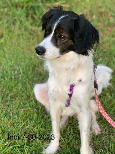 Indi, an adoptable Border Collie, Spaniel in Columbia, SC, 29211 | Photo Image 1