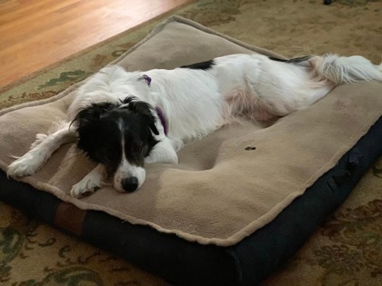 Indi, an adoptable Border Collie, Spaniel in Columbia, SC, 29211 | Photo Image 2