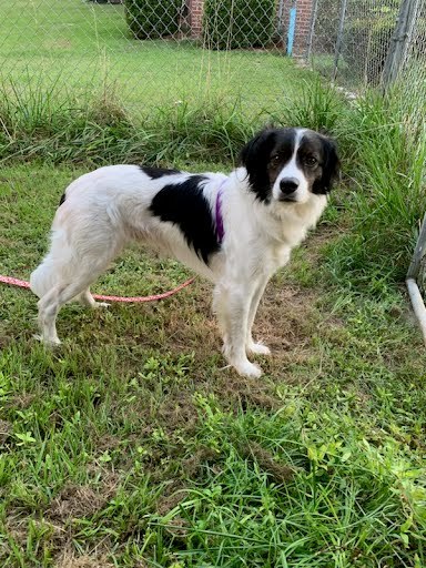 Indi, an adoptable Border Collie, Spaniel in Columbia, SC, 29211 | Photo Image 3