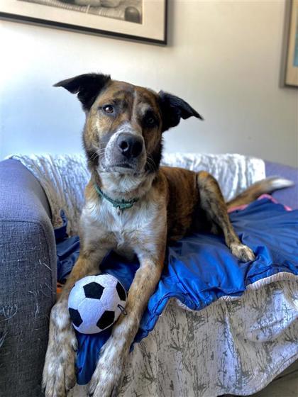 Lilo, an adoptable Mixed Breed in Montreal, QC, H4P 1X4 | Photo Image 2