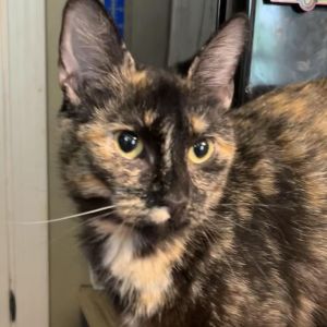 Sage, Adult Female Domestic Short Hair