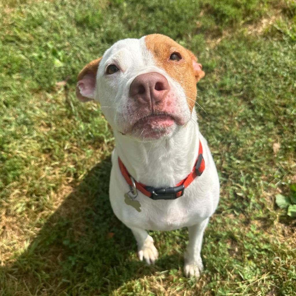 Fate, an adoptable Mixed Breed in Warrensburg, MO, 64093 | Photo Image 2