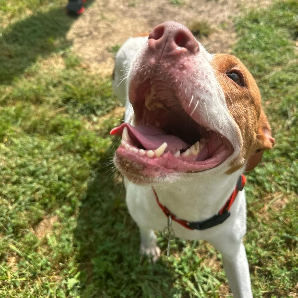 Fate, an adoptable Mixed Breed in Warrensburg, MO, 64093 | Photo Image 3