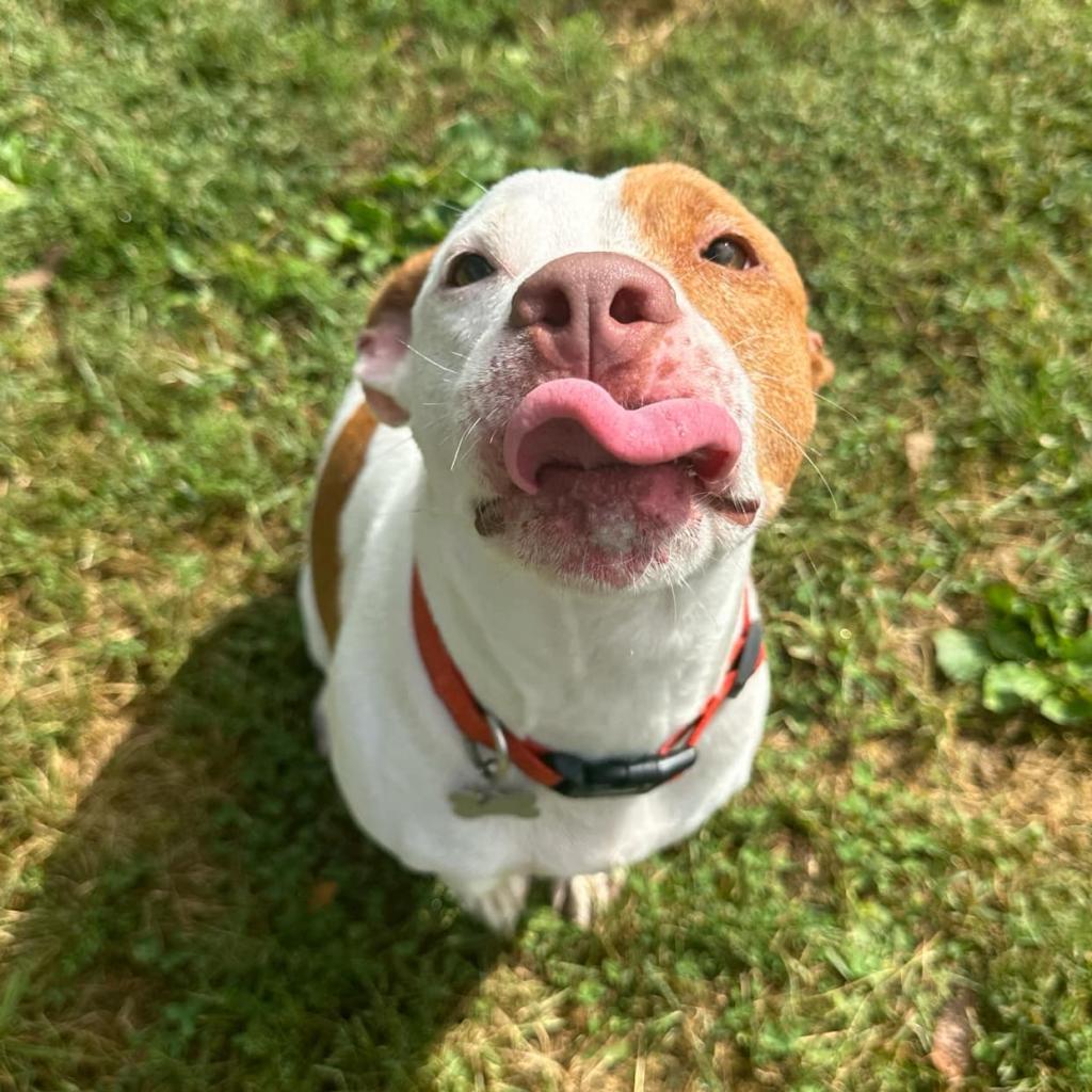 Fate, an adoptable Mixed Breed in Warrensburg, MO, 64093 | Photo Image 4
