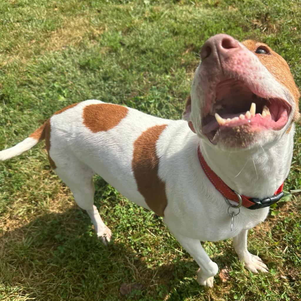 Fate, an adoptable Mixed Breed in Warrensburg, MO, 64093 | Photo Image 5