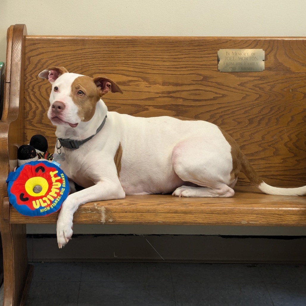 Fate, an adoptable Mixed Breed in Warrensburg, MO, 64093 | Photo Image 6