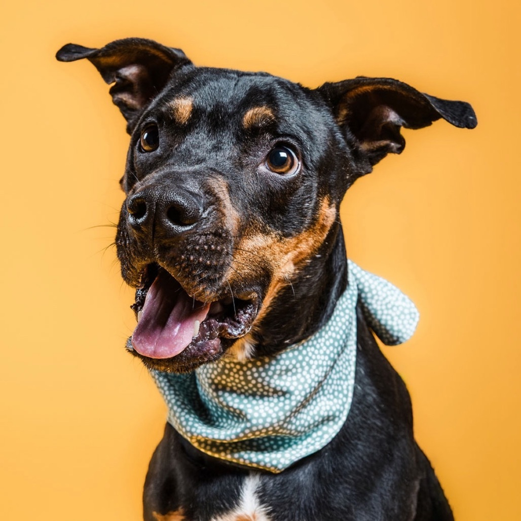 Rufus, an adoptable Mixed Breed, Pit Bull Terrier in Columbia, MO, 65202 | Photo Image 1