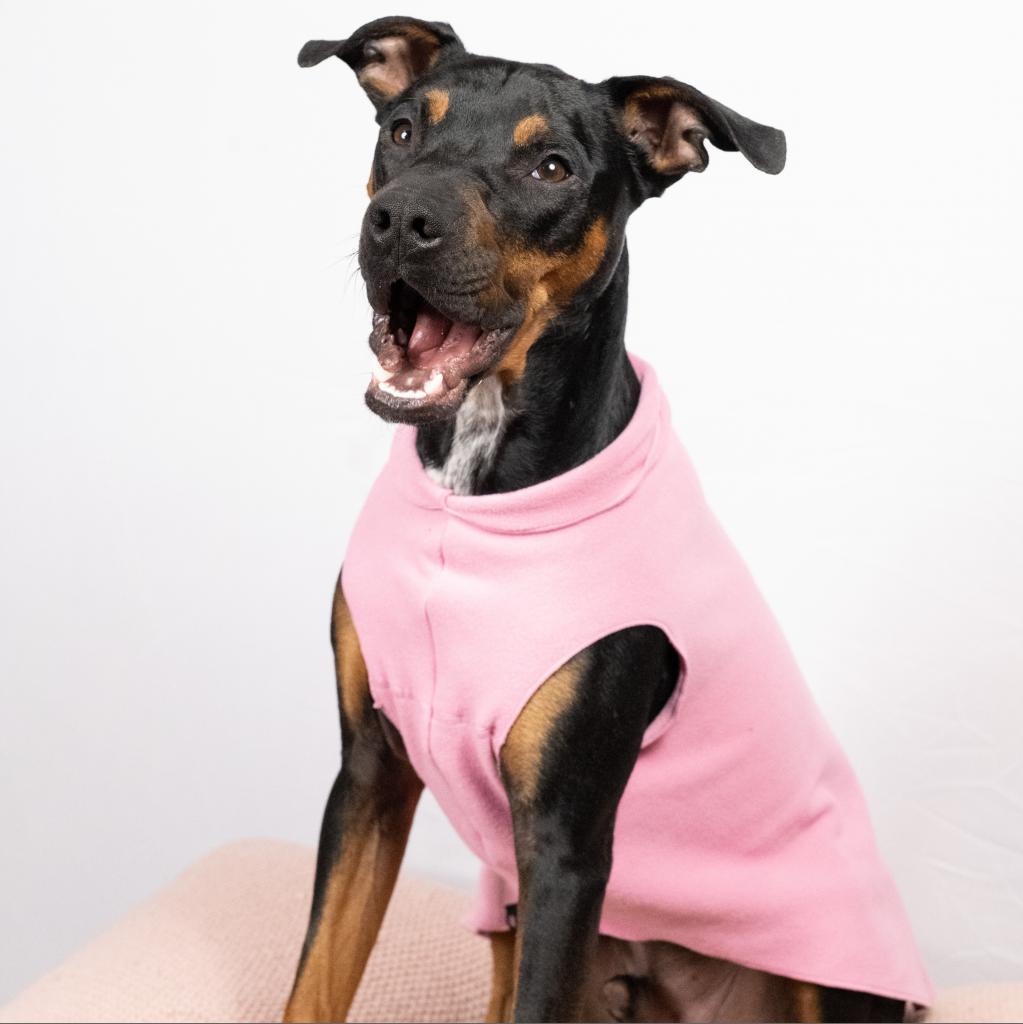 Rufus, an adoptable Mixed Breed, Pit Bull Terrier in Columbia, MO, 65202 | Photo Image 2