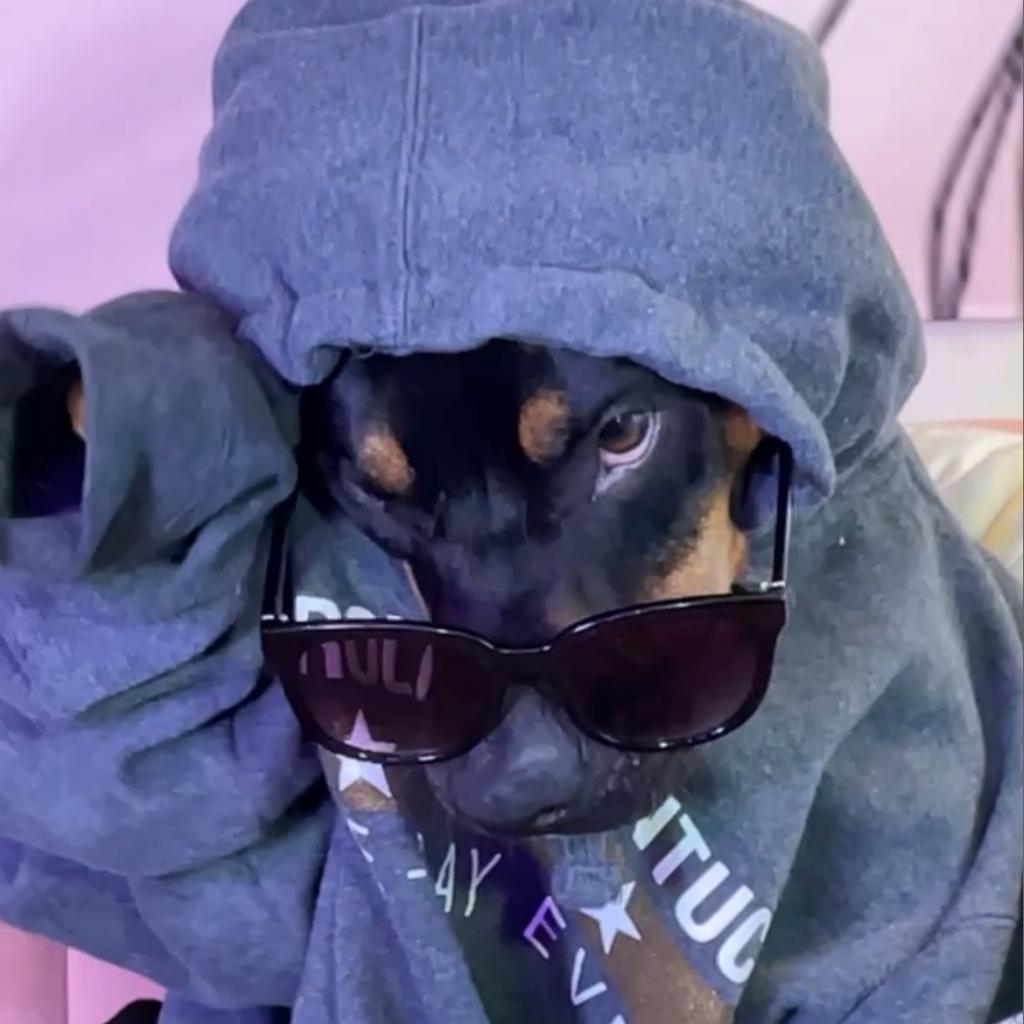 Rufus, an adoptable Mixed Breed, Pit Bull Terrier in Columbia, MO, 65202 | Photo Image 3