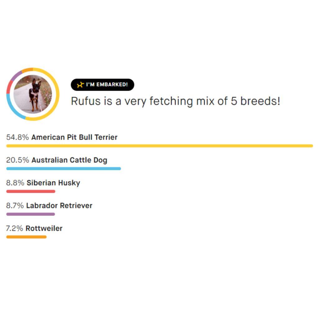 Rufus, an adoptable Mixed Breed, Pit Bull Terrier in Columbia, MO, 65202 | Photo Image 4