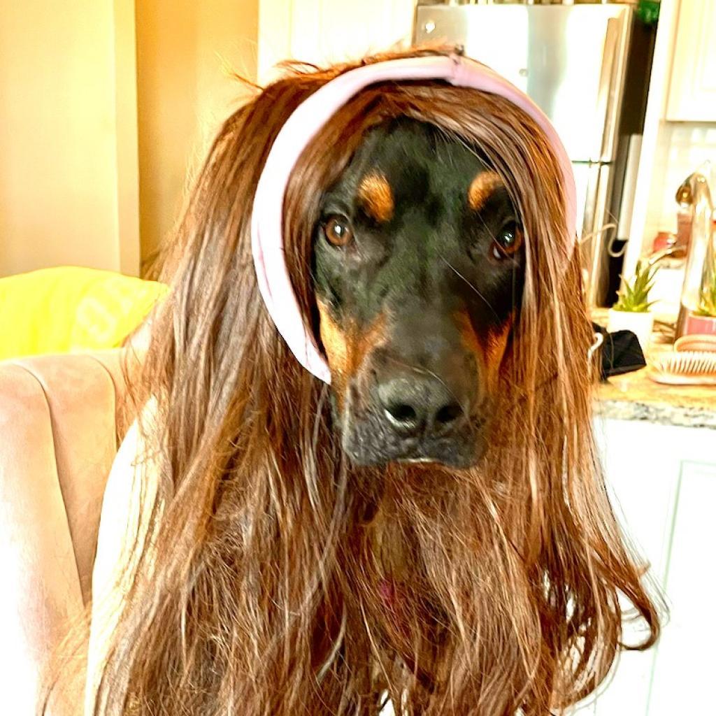 Rufus, an adoptable Mixed Breed, Pit Bull Terrier in Columbia, MO, 65202 | Photo Image 5