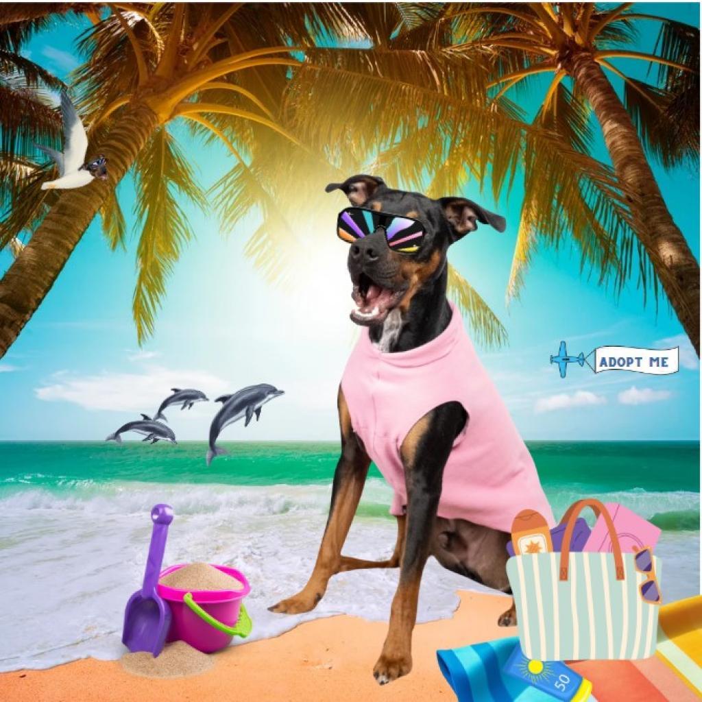 Rufus, an adoptable Mixed Breed, Pit Bull Terrier in Columbia, MO, 65202 | Photo Image 6