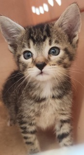 Paris, an adoptable Domestic Short Hair in Kingman, AZ, 86401 | Photo Image 1