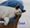 Caleb photo 2