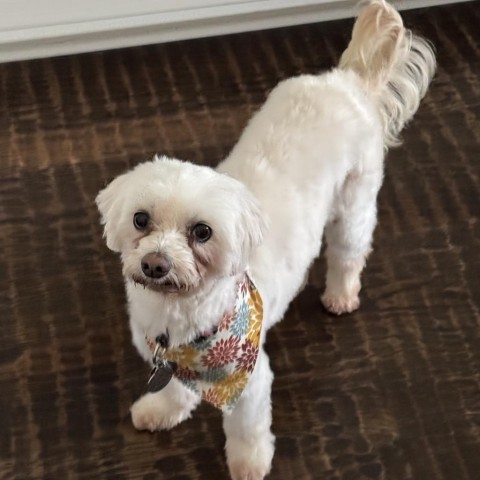 Belles, an adoptable Maltese, Poodle in Houston, TX, 77006 | Photo Image 1