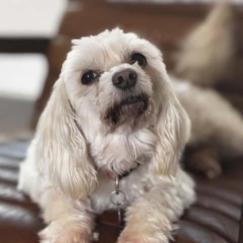 Belles, an adoptable Maltese, Poodle in Houston, TX, 77006 | Photo Image 3