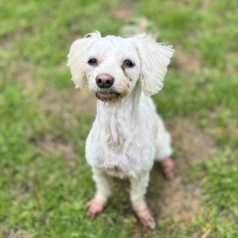 Belles, an adoptable Maltese, Poodle in Houston, TX, 77006 | Photo Image 4