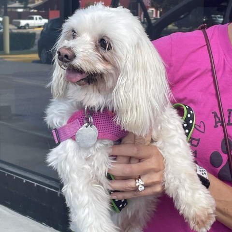 Belles, an adoptable Maltese, Poodle in Houston, TX, 77006 | Photo Image 6