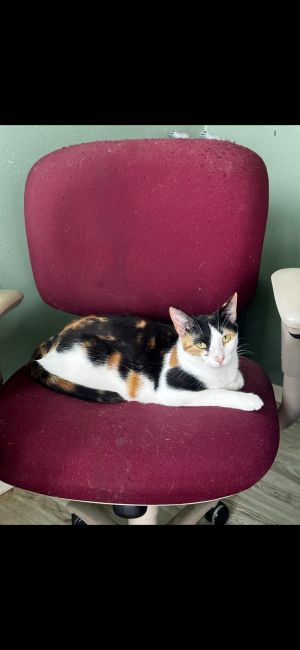 Spice, Adult Female Domestic Short Hair