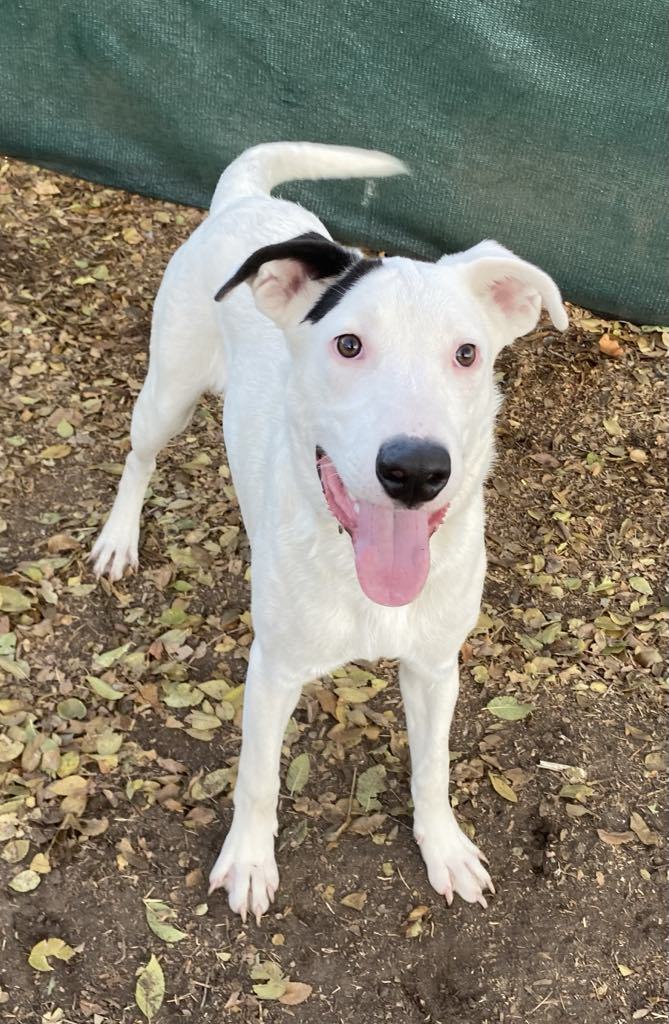 Chip, an adoptable Australian Cattle Dog / Blue Heeler, Beagle in Midway, UT, 84049 | Photo Image 1