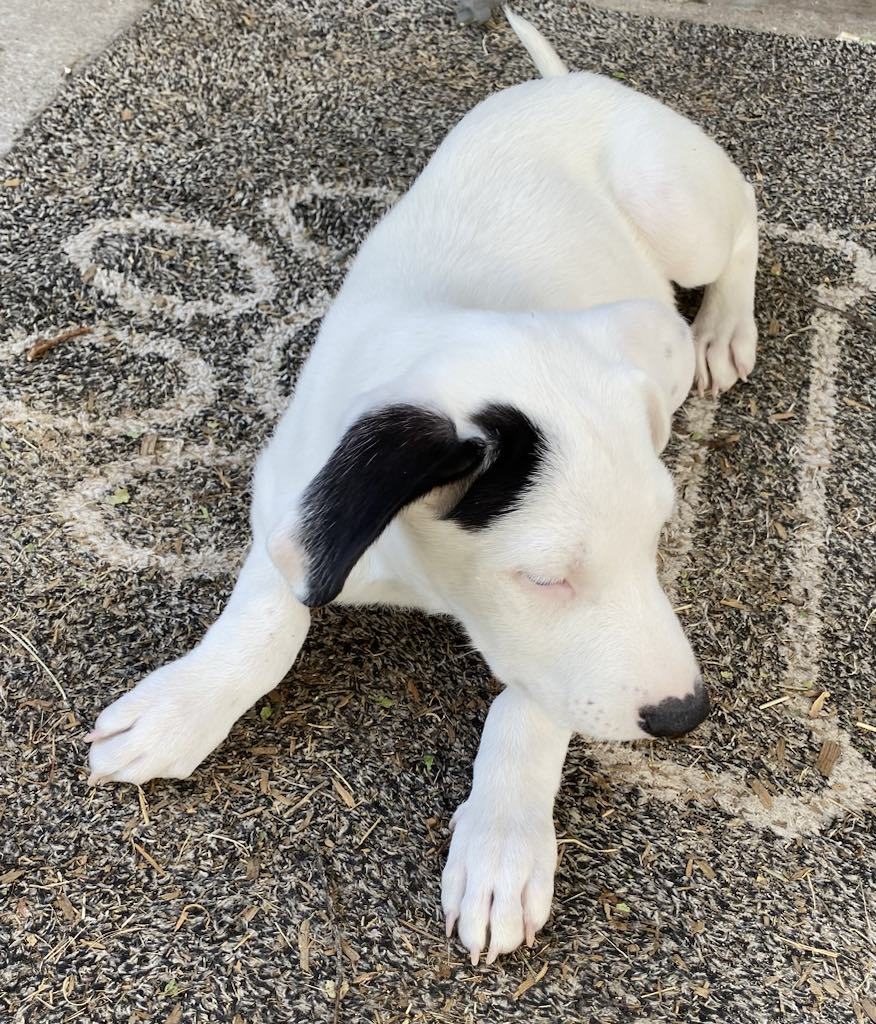 Chip, an adoptable Australian Cattle Dog / Blue Heeler, Beagle in Midway, UT, 84049 | Photo Image 2