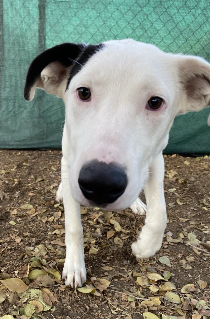 Chip, an adoptable Australian Cattle Dog / Blue Heeler, Beagle in Midway, UT, 84049 | Photo Image 2