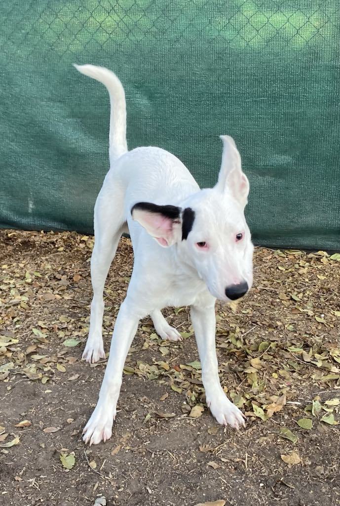 Chip, an adoptable Australian Cattle Dog / Blue Heeler, Beagle in Midway, UT, 84049 | Photo Image 3