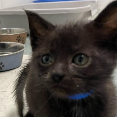 George, an adoptable Domestic Short Hair in Mount Shasta, CA, 96067 | Photo Image 1