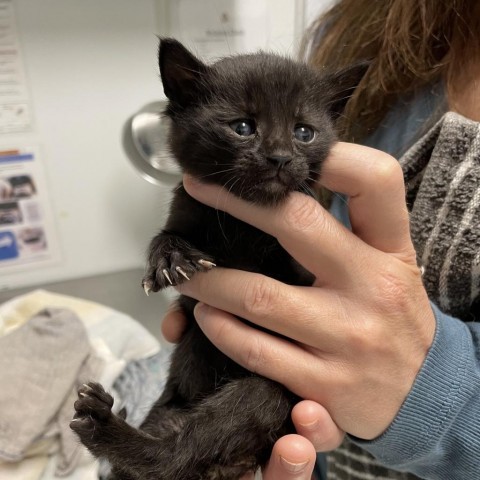 George, an adoptable Domestic Short Hair in Mount Shasta, CA, 96067 | Photo Image 2