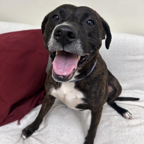 Reux, an adoptable Pit Bull Terrier in Thomaston, ME, 04861 | Photo Image 1