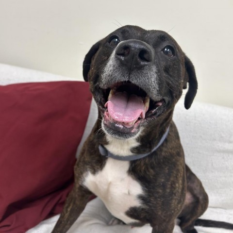 Reux, an adoptable Pit Bull Terrier in Thomaston, ME, 04861 | Photo Image 2