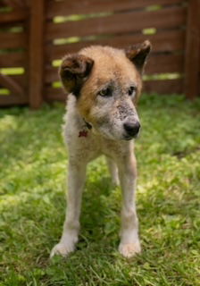 Gunther, an adoptable Akita, Jindo in Nashville, TN, 37215 | Photo Image 1