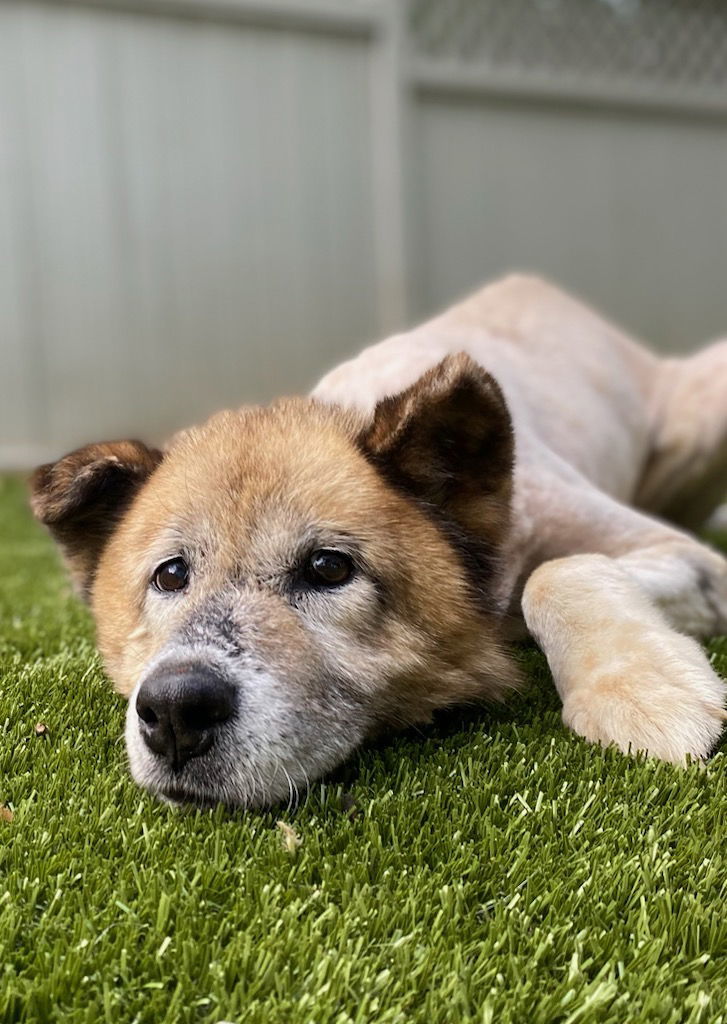 Gunther, an adoptable Akita, Jindo in Nashville, TN, 37215 | Photo Image 2