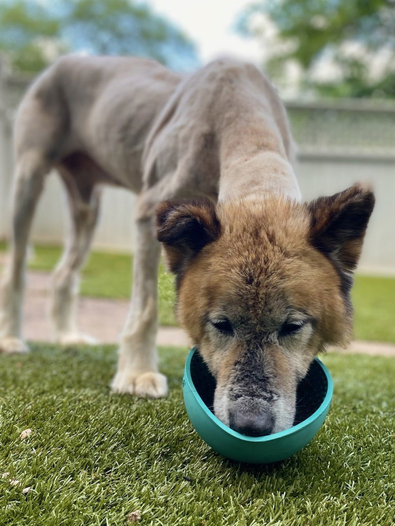 Gunther, an adoptable Akita, Jindo in Nashville, TN, 37215 | Photo Image 3