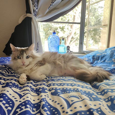 Roberta Catty, an adoptable Ragdoll, Domestic Long Hair in Woodland, CA, 95776 | Photo Image 1