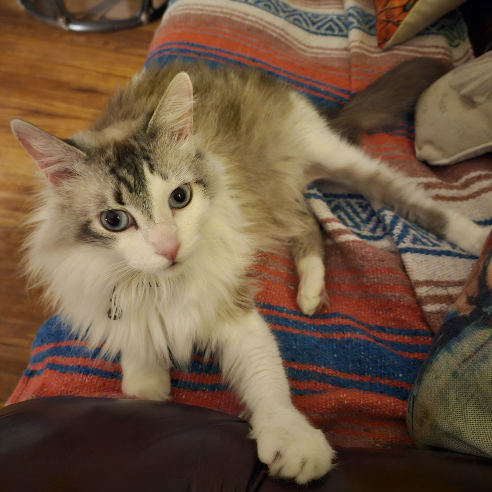 Roberta Catty, an adoptable Ragdoll, Domestic Long Hair in Woodland, CA, 95776 | Photo Image 2