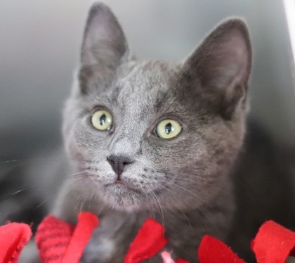 Azora, an adoptable Domestic Short Hair in Walla Walla, WA, 99362 | Photo Image 1