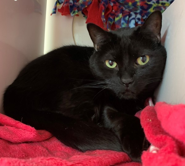 Noodle, an adoptable Domestic Short Hair in Great Falls, MT, 59405 | Photo Image 1