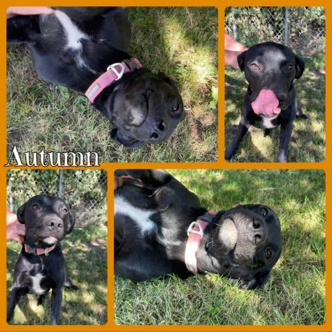 Autumn, an adoptable Black Labrador Retriever, Boxer in Idaho Falls, ID, 83405 | Photo Image 1