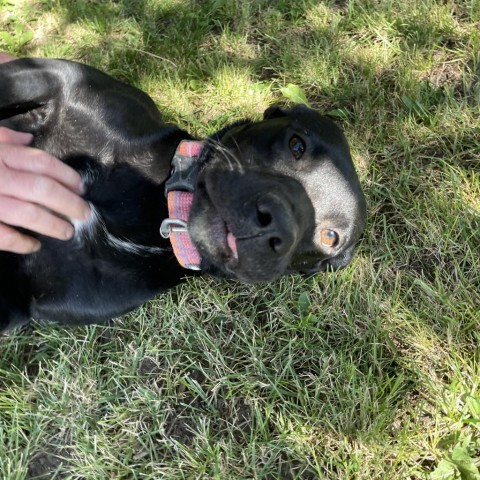 Autumn, an adoptable Black Labrador Retriever, Boxer in Idaho Falls, ID, 83405 | Photo Image 2