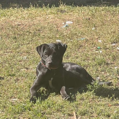 Autumn, an adoptable Black Labrador Retriever, Boxer in Idaho Falls, ID, 83405 | Photo Image 3