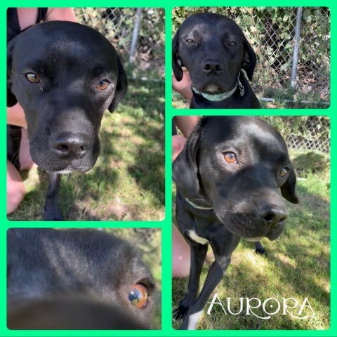 Aurora, an adoptable Black Labrador Retriever, Boxer in Idaho Falls, ID, 83405 | Photo Image 1