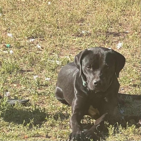 Aurora, an adoptable Black Labrador Retriever, Boxer in Idaho Falls, ID, 83405 | Photo Image 2